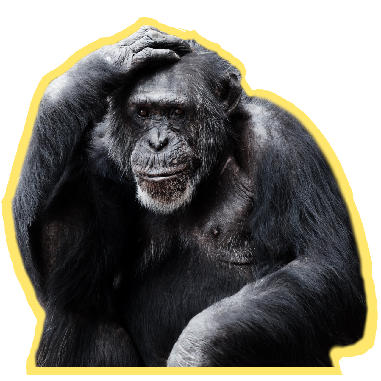 Chimpanzee Image